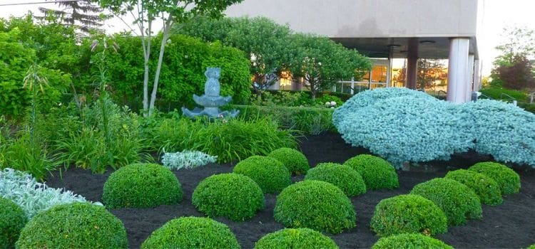 Commercial property with pruned plants in the landscape beds.