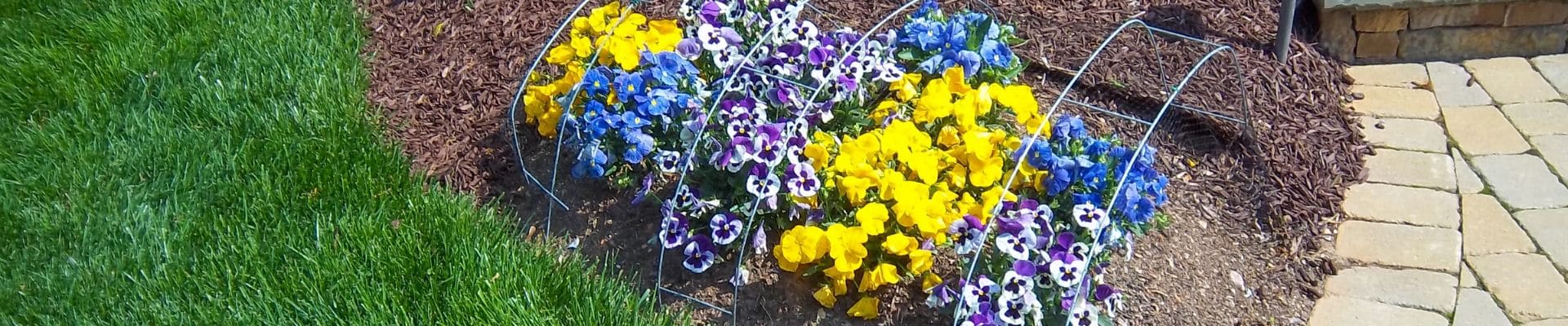 Seasonal flowers with protective cage installed by ECM Landscaping and Lawn Care.