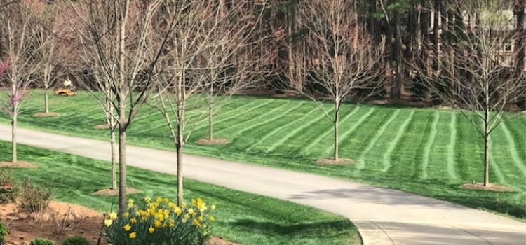 Well maintained lawn lawn being mowed by ECM with beautiful stripes.