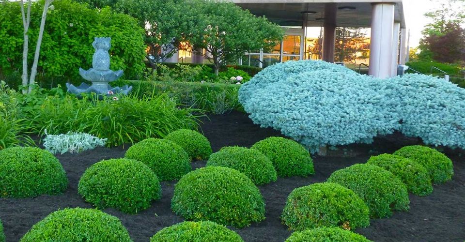 Perfectly maintained commercial landscape bed.