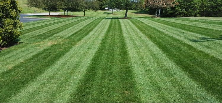 Perfect stripes in a large lawn.