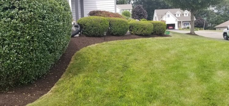 Well rounded shrubs in a landscape bed.