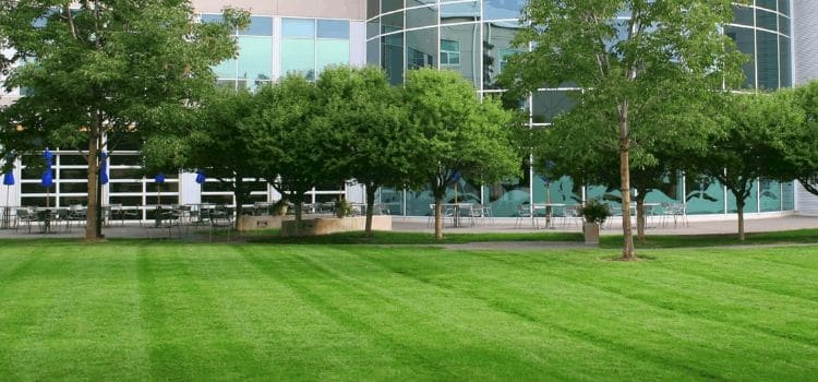 Commercial property with a weed-free, green, healthy lawn with trees and building in the back.