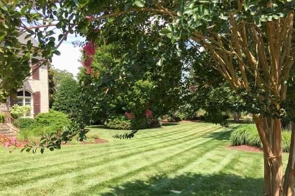 Professionally mowed lawn with tree branches and leaves overhanging.