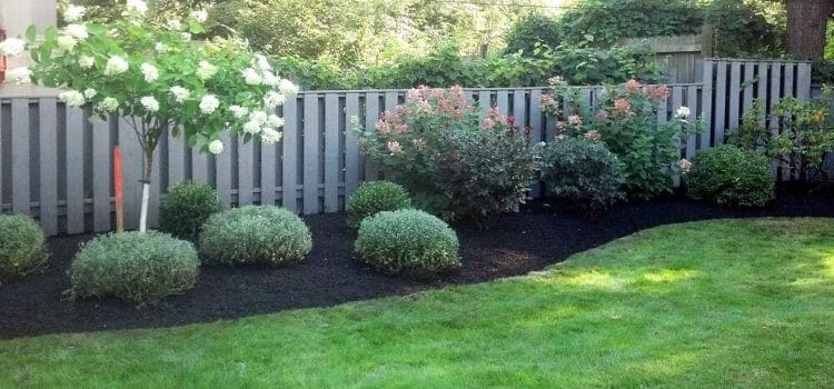 Black mulch looking great in a landscape bed with healthy plants.