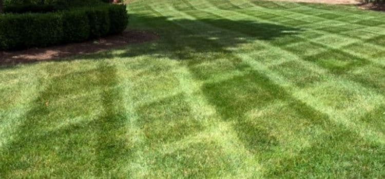 A bright green lawn with fresh lawn mowing stripes.