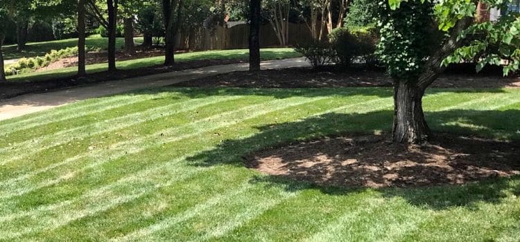 Back yard with recently mowed lawn.