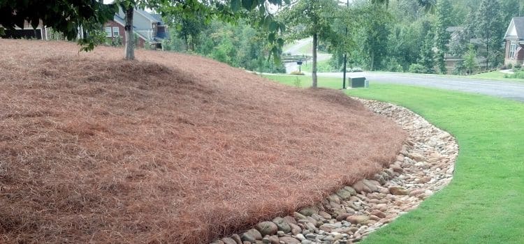 Large landscape bed with fresh long needle pine straw.