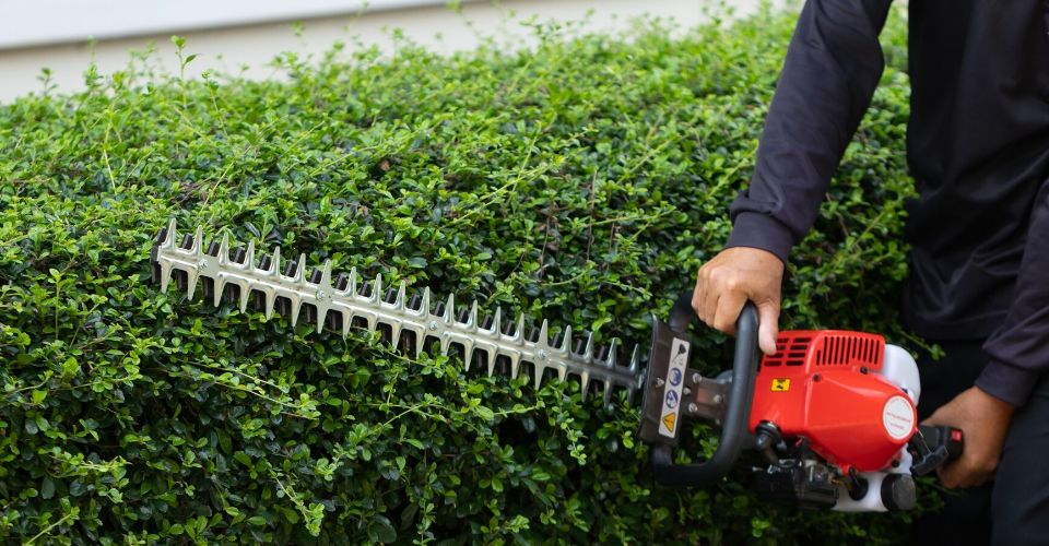 Hedge trimmer pruning a hedge row.