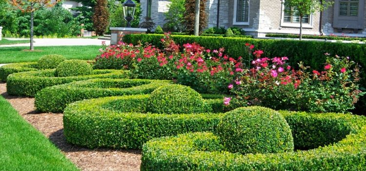 Perfectly pruned hedge row in a detailed landscaping bed.